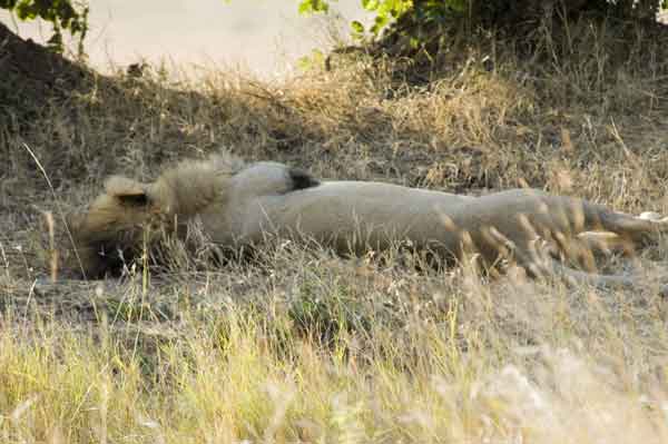 León - reserva nacional de Masai Mara - Kenia 2.jpg